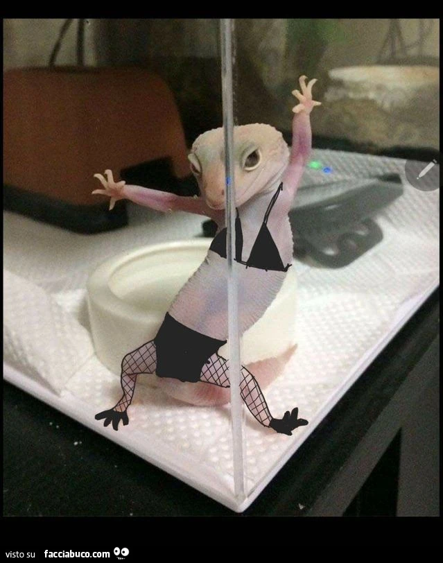 Vaccata