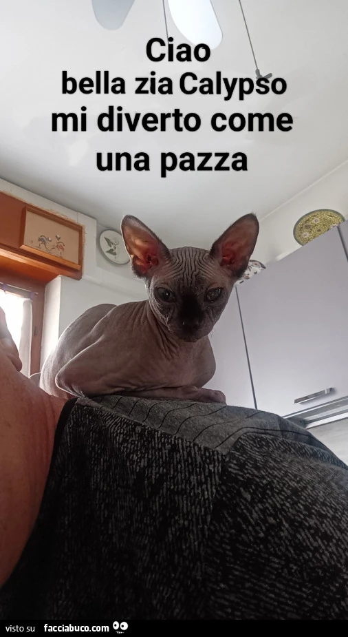 Vaccata