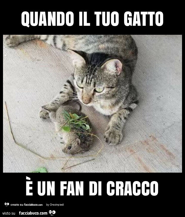 Quando il tuo gatto è un fan di cracco