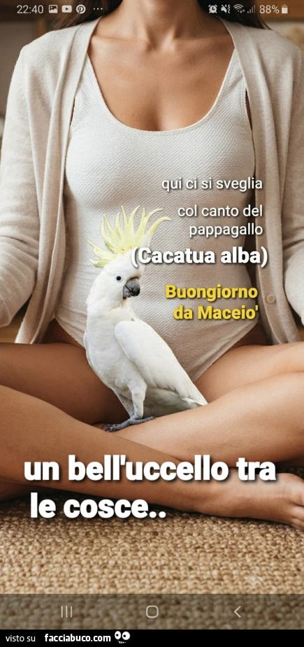 Uccello