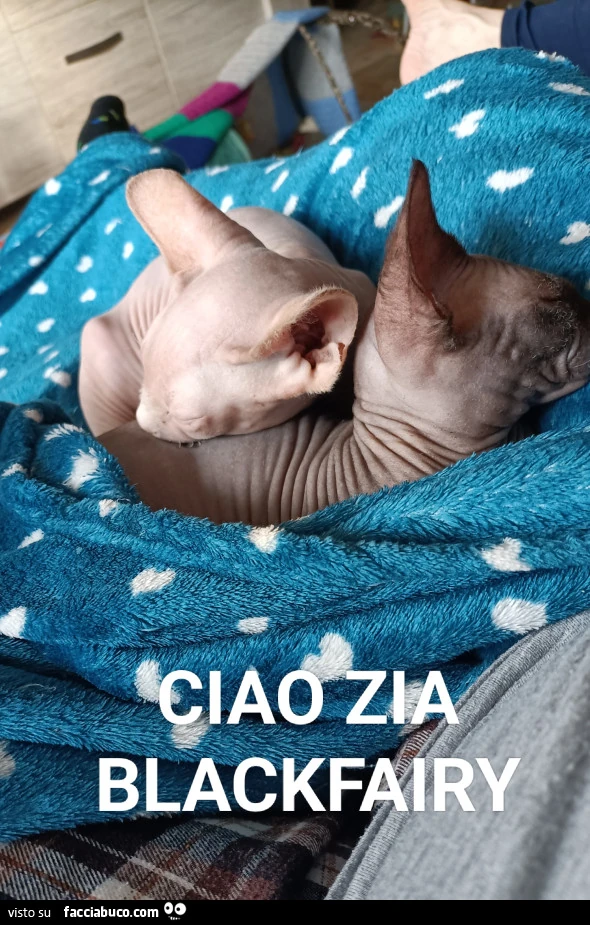 Vaccata