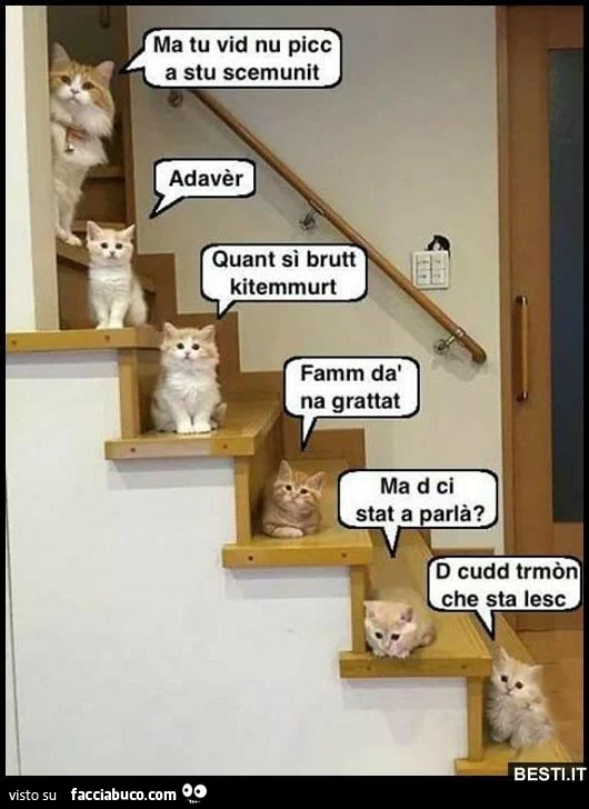 Vaccata