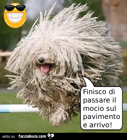 Vaccata