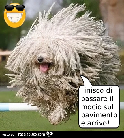 Vaccata