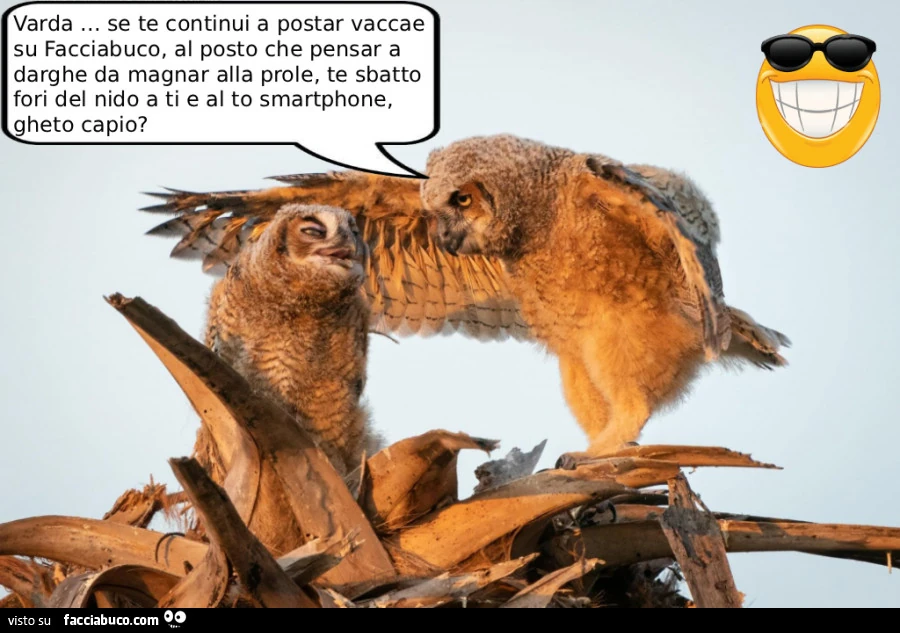 Vaccata