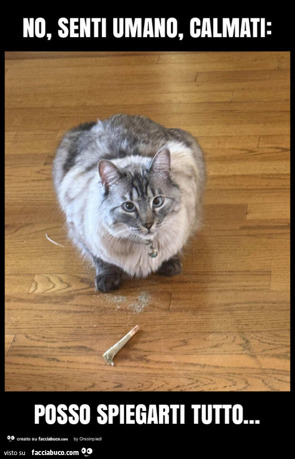 No, senti umano, calmati: posso spiegarti tutto