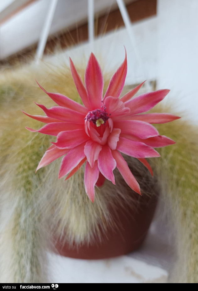 Vaccata