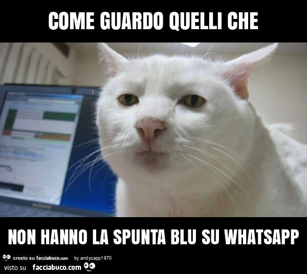 Come guardo quelli che non hanno la spunta blu su whatsapp