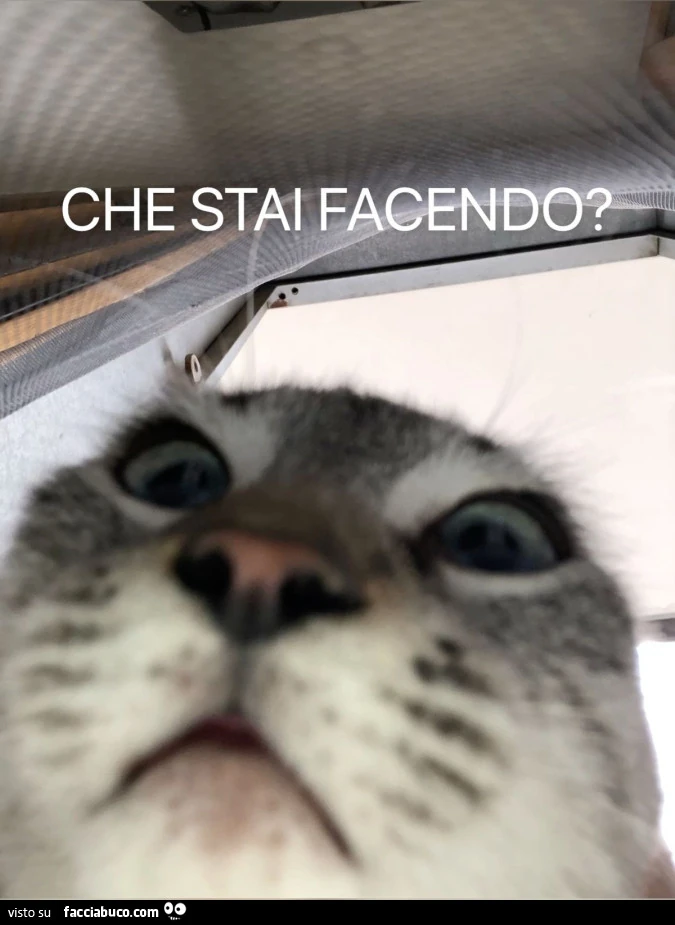 Vaccata