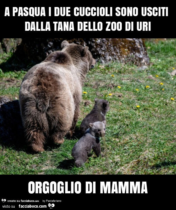 A pasqua i due cuccioli sono usciti dalla tana dello zoo di uri orgoglio di mamma