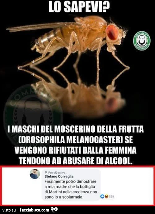 Vaccata