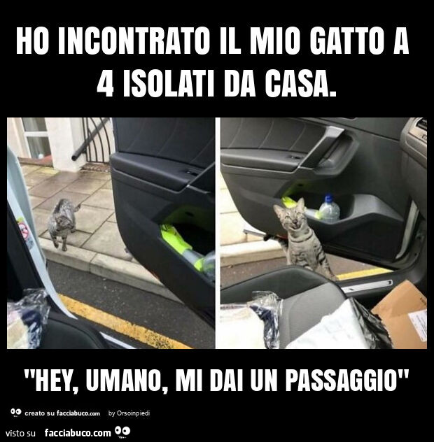Ho incontrato il mio gatto a 4 isolati da casa. "Hey, umano, mi dai un passaggio"