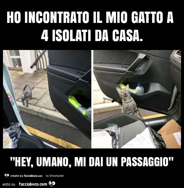 Ho incontrato il mio gatto a 4 isolati da casa. "Hey, umano, mi dai un passaggio"