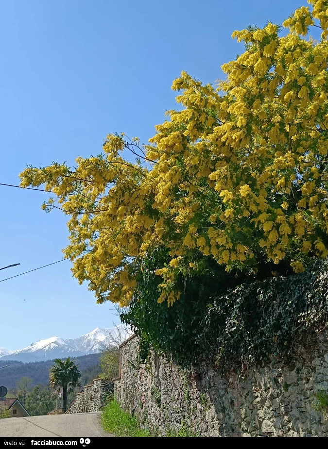 Vaccata