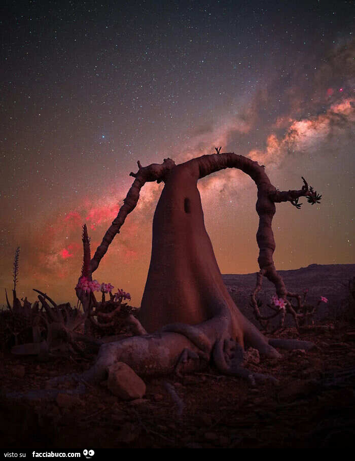 Premio Lone Tree: l'albero bottiglia di Socotra โReginaโ (Dendrosicyos Socotranus), Socotra, Yemen, di Benjamin Barakat