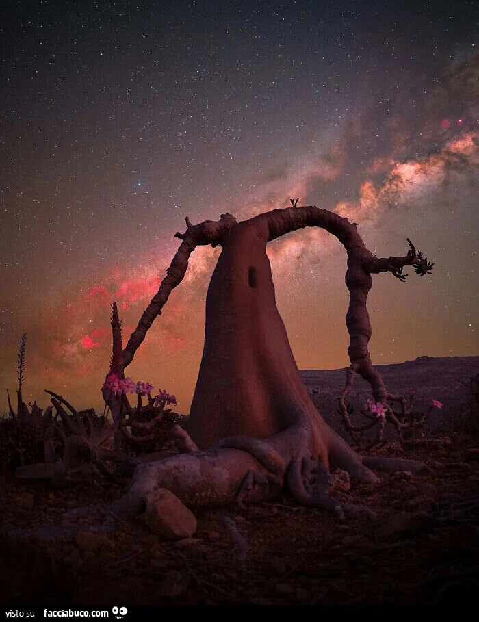 Premio Lone Tree: l'albero bottiglia di Socotra “Regina” (Dendrosicyos Socotranus), Socotra, Yemen, di Benjamin Barakat