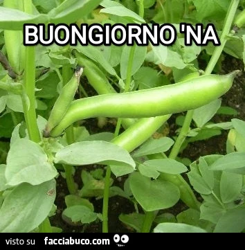 Buongiorno na fava