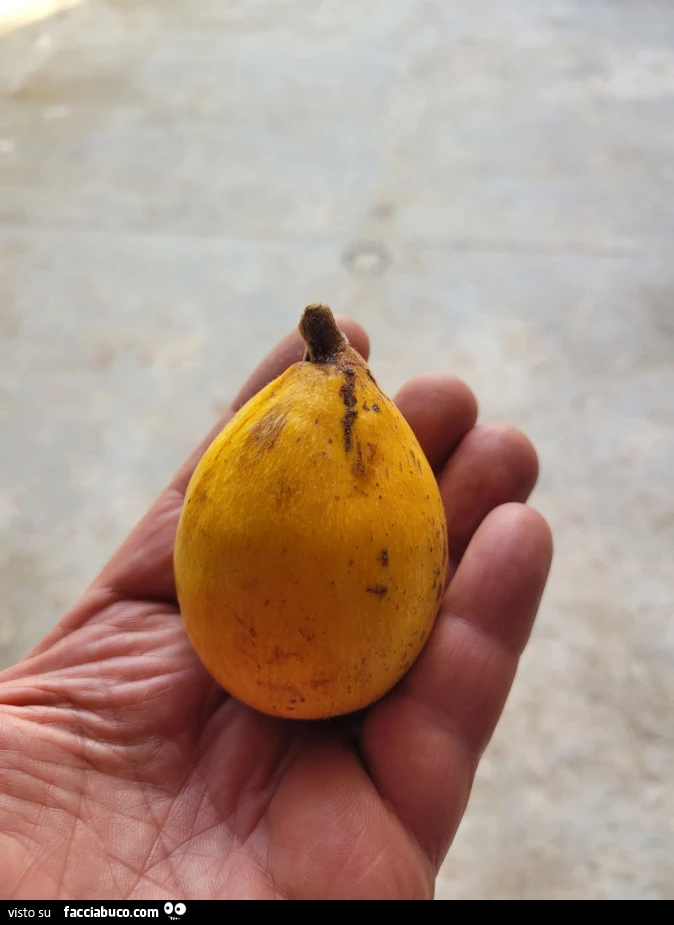 Vaccata