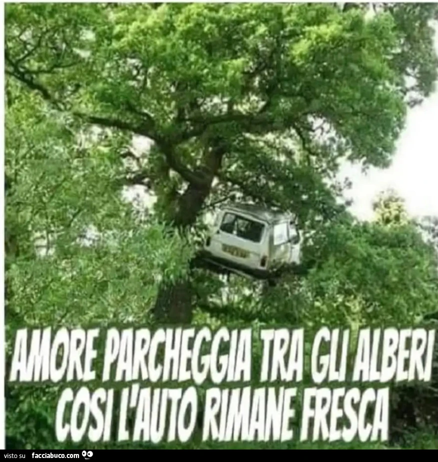 Amore parcheggia tra gli alberi così l'auto rimane fresca