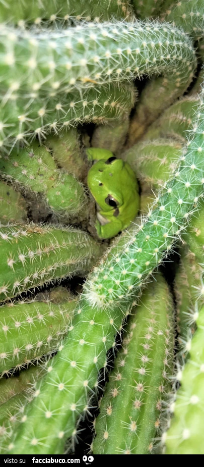 Vaccata