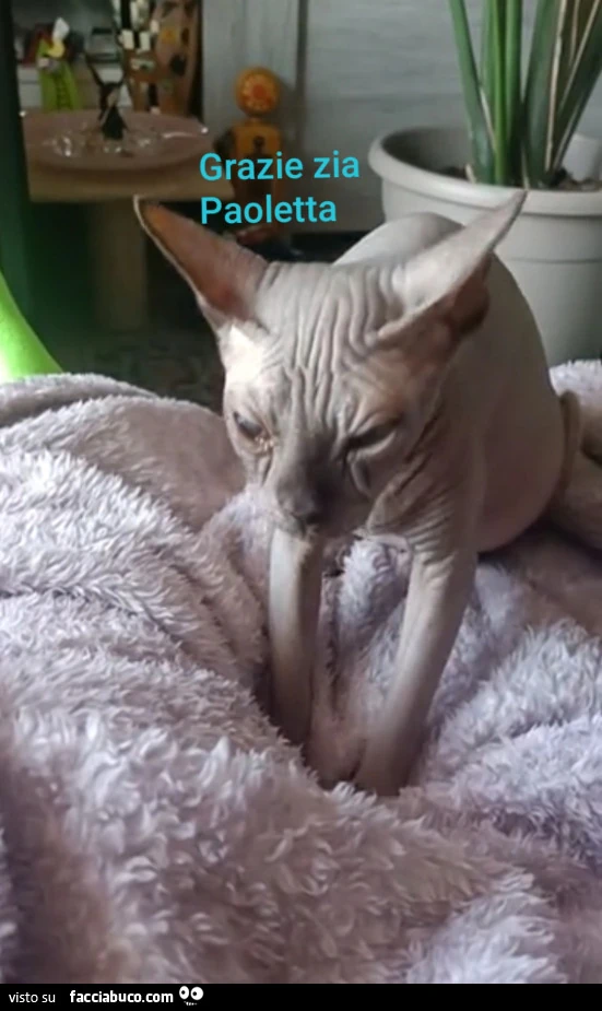Vaccata