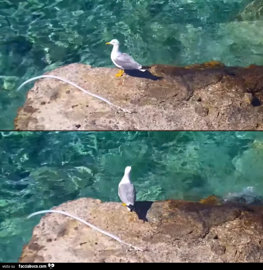 A solitary seagull
