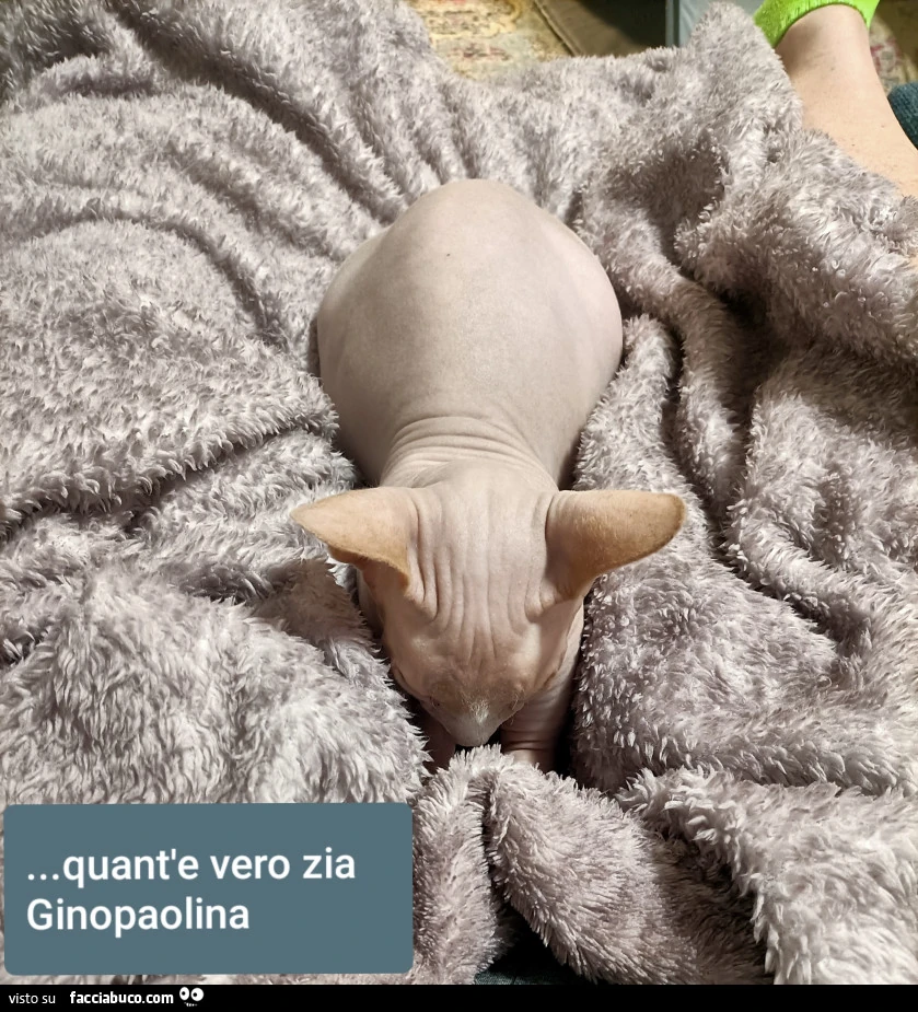 Vaccata