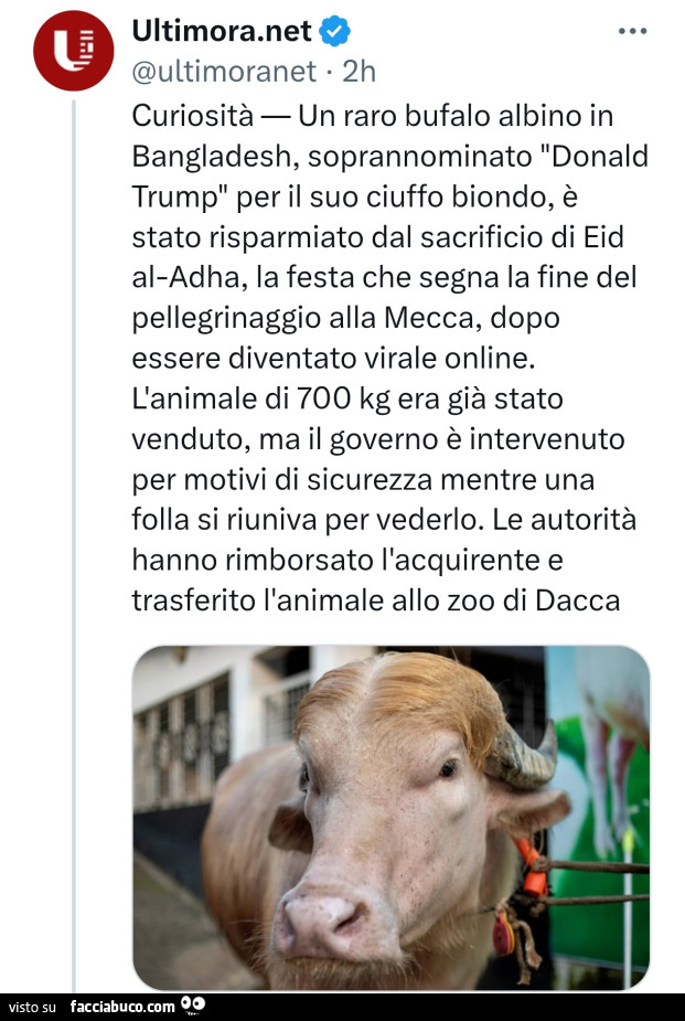 Vaccata