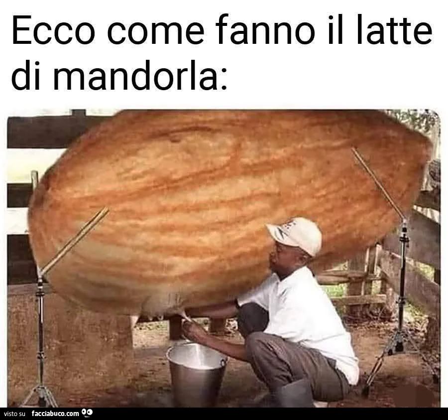 Vaccata