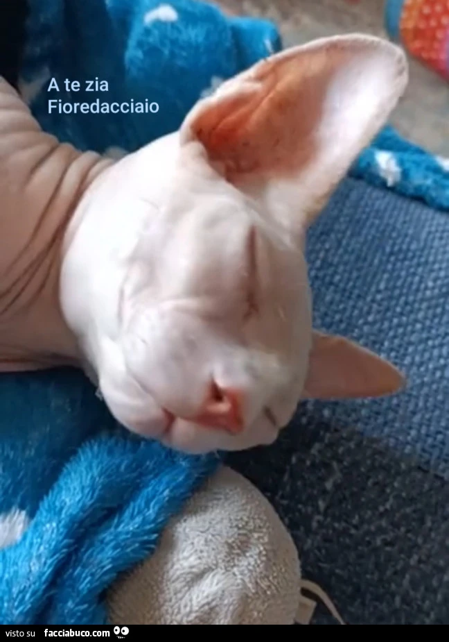 Vaccata