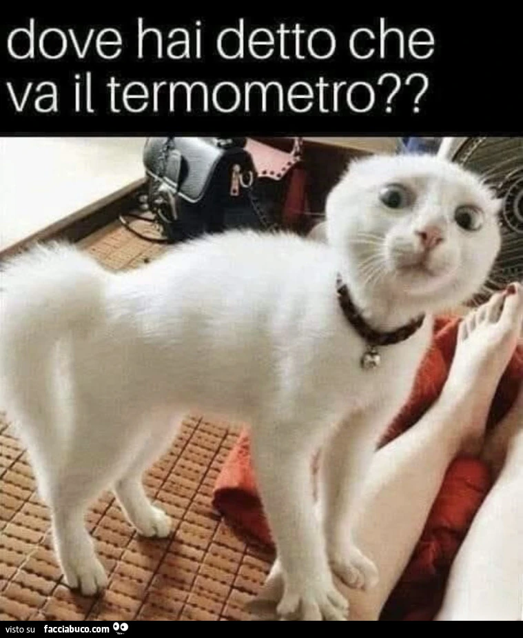 Vaccata