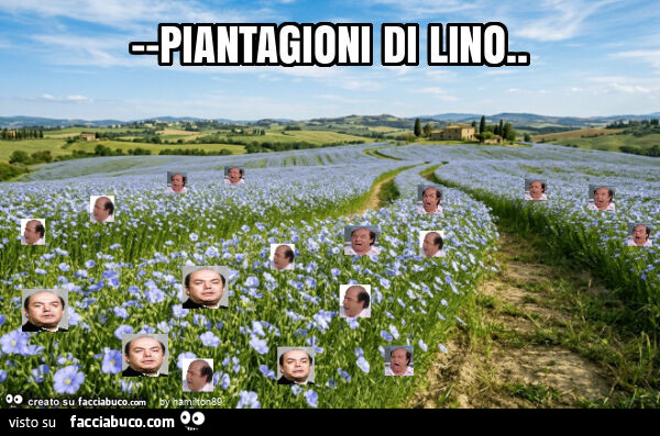 Piantagioni di lino